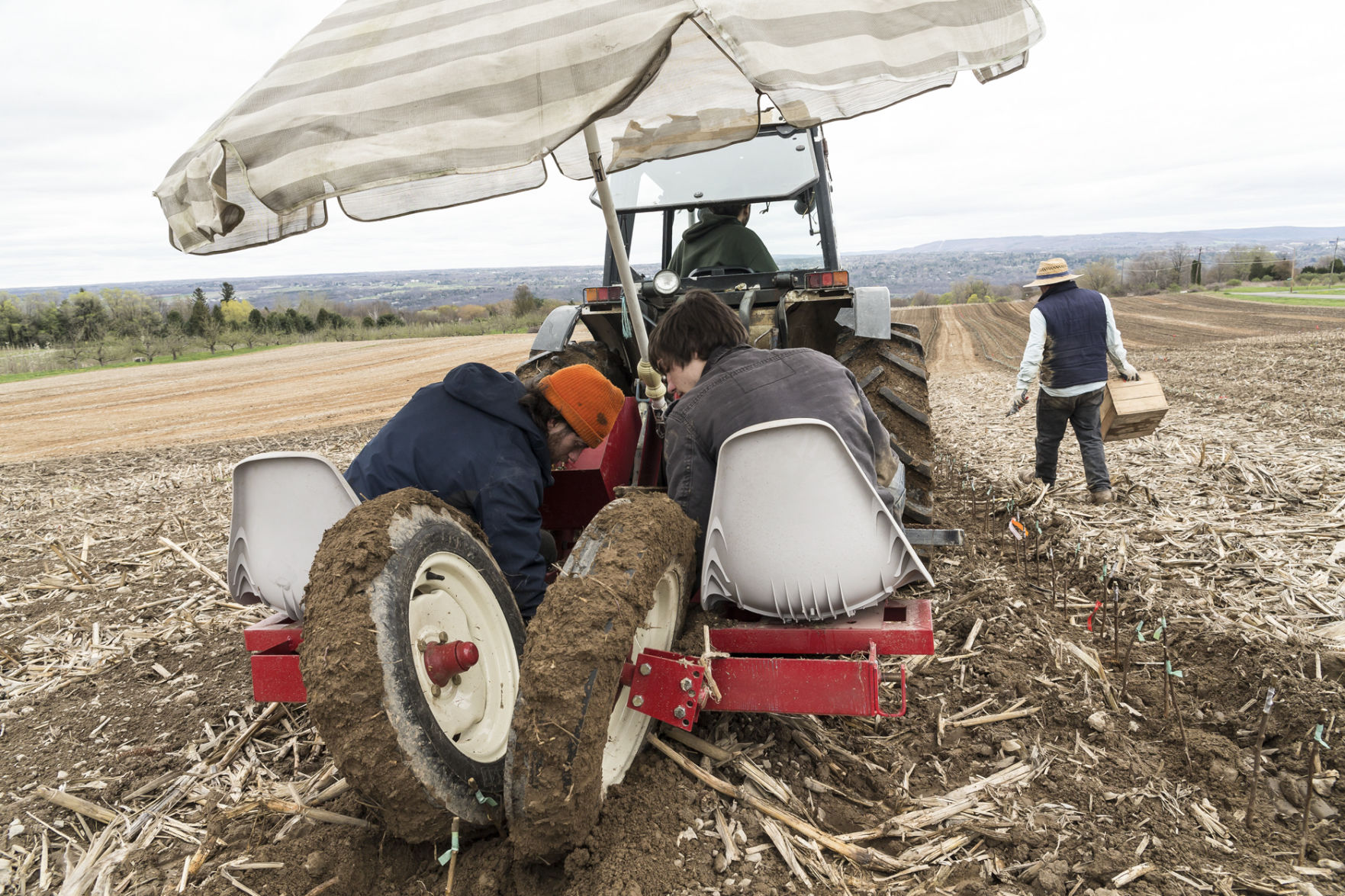 Planting cider apple trees at Indian Creek Farm in Ithaca